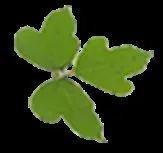 Kudzu Partners Logo